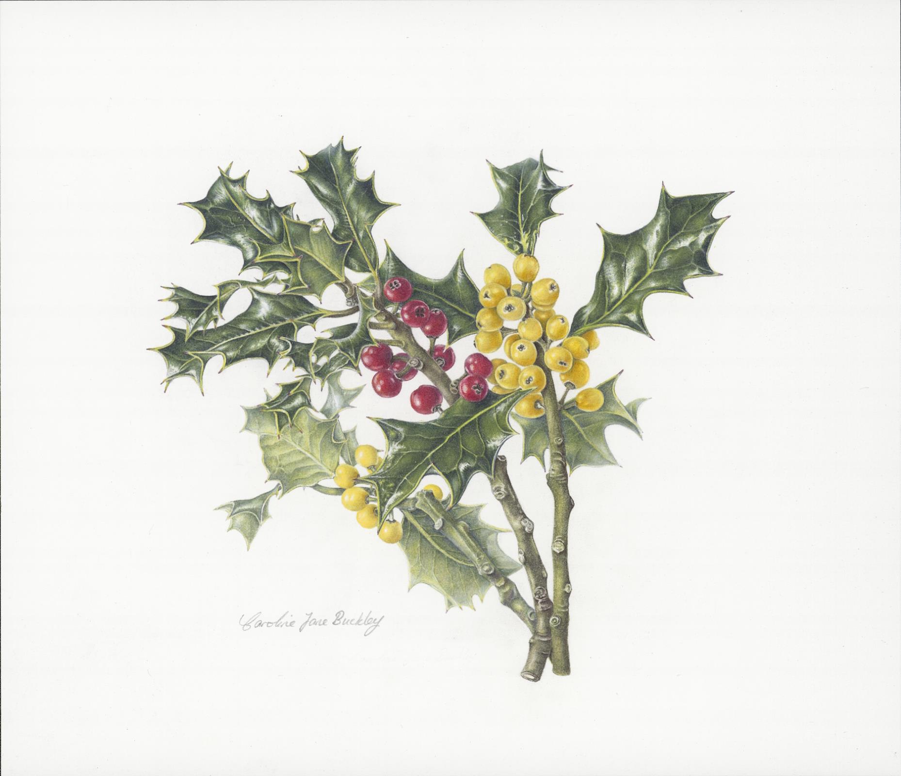 Holly